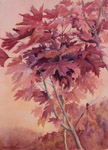 My Maple